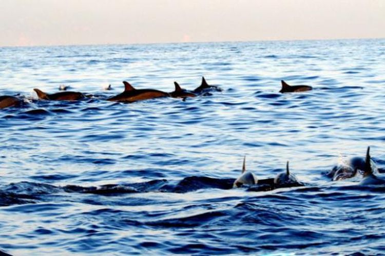 Dolphin + Snorkling Lovina Singaraja